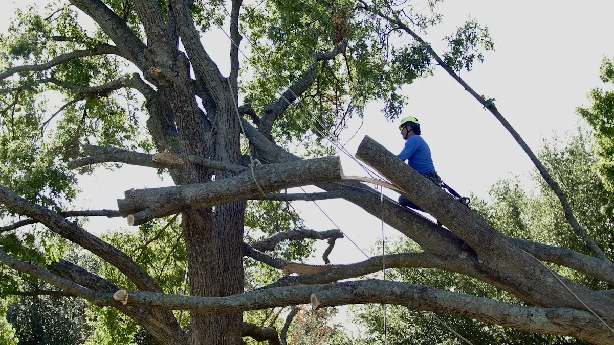 Professional Hazardous Tree Removal performed by certified arborists in Stearns