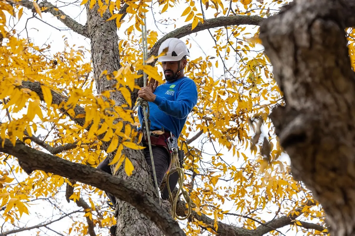 Skilled Dead Tree Removal crew working in Stearns