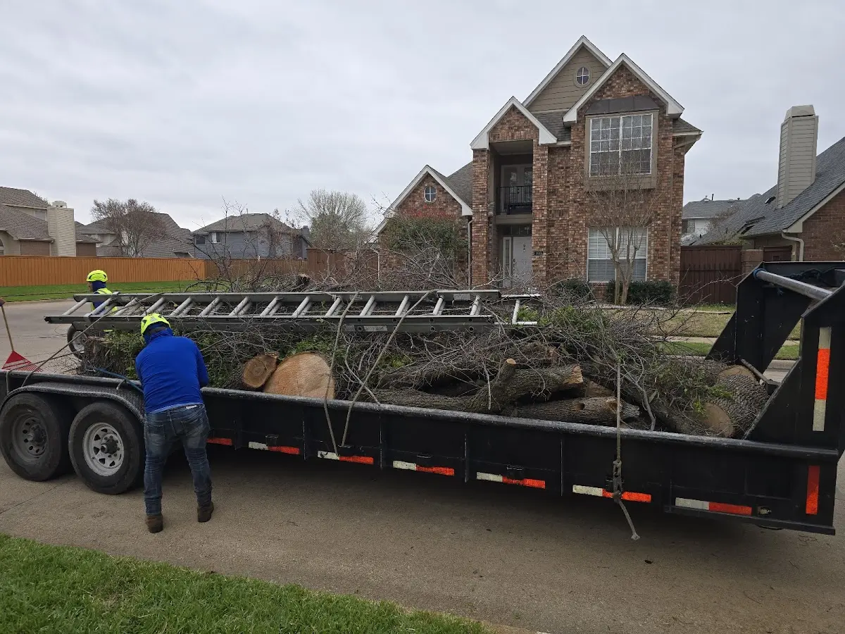 Expert Tree Pest Control with proper safety equipment in Stearns